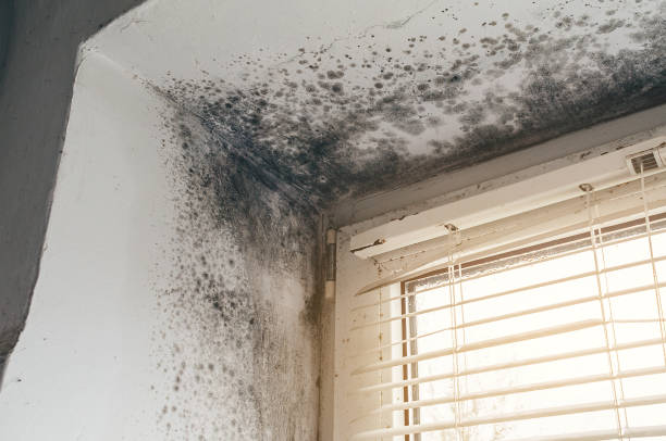 Affordable Crawl Space Mold Remediation solutions in Allendale, NJ